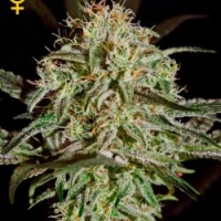 A.M.S. Feminised Cannabis Seeds | Greenhouse Seeds