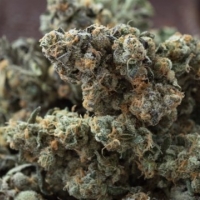 Animal Zookies Feminised Cannabis Seeds | Advanced Seeds.