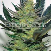 Afghan Skunk Feminised Cannabis Seeds | Expert Seeds