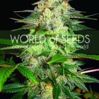 Afghan Kush Ryder Auto Feminised Cannabis Seeds