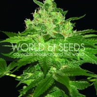 Afghan Kush Feminised Cannabis Seeds | World of Seeds