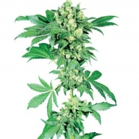 Afghani #1 Feminised Cannabis Seeds | Sensi Seeds 