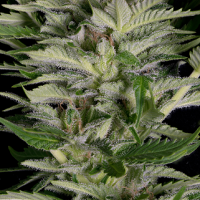 Alien Technology Feminised Cannabis Seeds | Big Head Seed