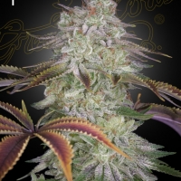 AlienZ Auto Feminised Cannabis Seeds | Green House Seeds.