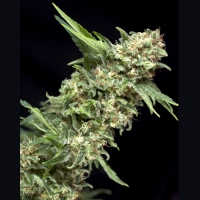 Auto Alpujarrena Feminised Cannabis Seeds | Pyramid Seeds