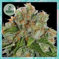 Amnesia Auto Feminised Cannabis Seeds - Double Seeds