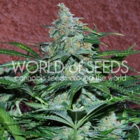 Amnesia Auto Feminised Cannabis Seeds | World of Seeds