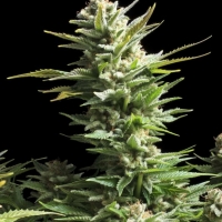 Amnesia FAST Feminised Cannabis Seeds | Advanced Seeds.