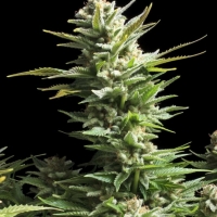 Amnesia Feminised Cannabis Seeds | Advanced Seeds.