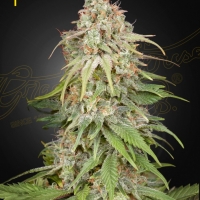 Amnesia Feminised Cannabis Seeds | Green House Seeds.