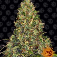 Amnesia Haze Auto Feminised Cannabis Seeds | Barney's Farm 
