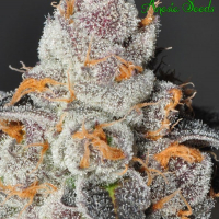 Anesia Scout Cookies Feminised Cannabis Seeds - Anesia Seeds