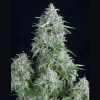 Anubis Feminised Cannabis Seeds | Pyramid Seeds