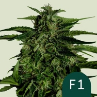 Apollo F1 Auto Feminised Cannabis Seeds | Royal Queen Seeds.