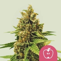 Apple Fritter Feminised Cannabis Seeds | Royal Queen Seeds.