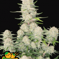 Apricot Auto Feminised Cannabis Seeds | Fast Buds.