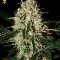 Arjan's Haze #3 Feminised Cannabis Seeds | Green House Seeds