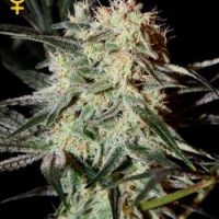 Arjan's Strawberry Haze Feminised Cannabis Seeds | Green House Seeds 