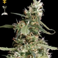 Arjan's Ultra Haze #1 Feminised Cannabis Seeds | Green House Seeds