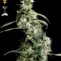 Arjan's Ultra Haze #2 Feminised Cannabis Seeds | Green House Seeds