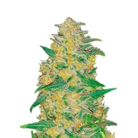 Auto AK Feminised Cannabis Seeds | Fast Buds Originals.