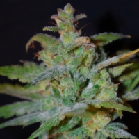 Auto AK Feminised Cannabis Seeds | Female Seeds 