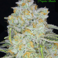 Auto Amnesia Flash Feminised Cannabis Seeds - Anesia Seeds