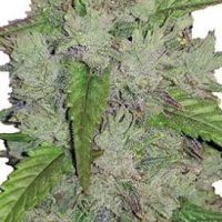 Auto Amnesia Haze Feminised Cannabis Seeds | Fast Buds Originals.