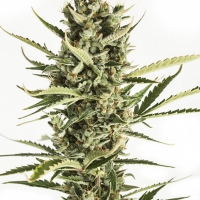 Auto Amnesia XXL Feminised Cannabis Seeds | Advanced Seeds 