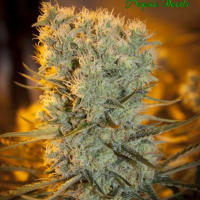 Auto Banana Kush Feminised Cannabis Seeds - Anesia Seeds