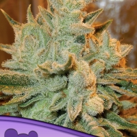 Auto Betty Feminised Cannabis Seeds - Anesia Seeds