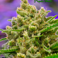 Auto Big Bazooka Feminised Cannabis Seeds - Anesia Seeds
