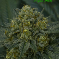 Auto Blackberry Moonrocks Feminised Cannabis Seeds - Anesia Seeds