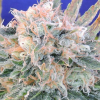 Auto Blueberry Ghost OG Feminised Cannabis Seeds | Original Sensible Seed Company