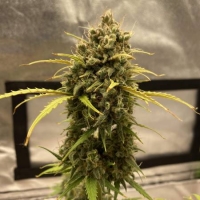 Auto Bubblegum Feminised cannabis Seeds | Fast Buds Originals.