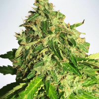 Auto Cannabis Light Feminised Cannabis Seeds | Ministry of Cannabis