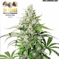 Auto Cinderella Jack Feminised Cannabis Seeds | Dutch Passion 