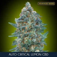 Auto Critical Lemon CBD Cannabis Seeds | Advanced Seeds.