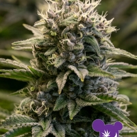 Fat Monkey Auto Feminised Cannabis Seeds - Anesia Seeds