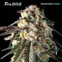 Auto Fire Dog Feminised Cannabis Seeds | Advanced Seeds.