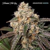 Auto Forbidden Fruit Cake Feminised Cannabis Seeds | Advanced Seeds.Auto Forbidden Fruit Cake Feminised Cannabis Seeds | Advanced Seeds.