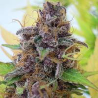 Auto Gelato Feminised Cannabis Seeds | The Original Sensible Seed Company