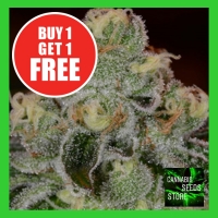 Auto Girl Scout Cookies Feminised Cannabis Seeds - Cannabis Seeds Store