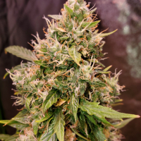 Auto Gucci Dreams Feminised Cannabis Seeds | Top Shelf Elite