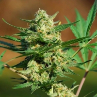 Auto Masszar Feminsed Cannabis Seeds | Critical Mass Collective Seeds