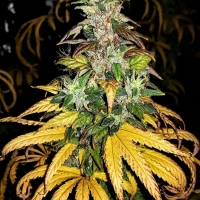 Auto Monolith Mass Feminsed Cannabis Seeds | Critical Mass Collective Seeds