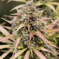 Auto Monster Breath Feminsed Cannabis Seeds | Critical Mass Collective Seeds