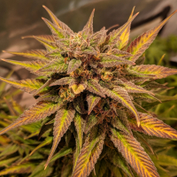 Auto Pineapple Crack Feminised Cannabis Seeds | Top Shelf Elite