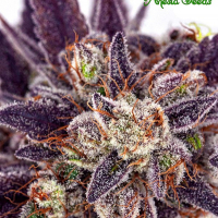 Auto Purple Domina Feminised Cannabis Seeds - Anesia Seeds