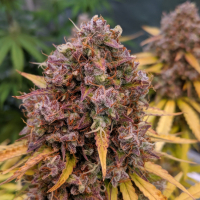 Auto San Francisco Sour Dough Feminised Cannabis Seeds | Top Shelf Elite